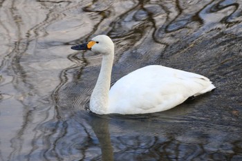 コハクチョウ 北海道　函館市　松倉川 2023年12月30日(土)