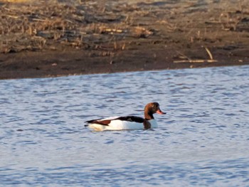 ツクシガモ 宮城県 鳥の海 2023年12月30日(土)