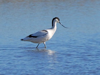 Pied Avocet 宮城県 鳥の海 Sat, 12/30/2023