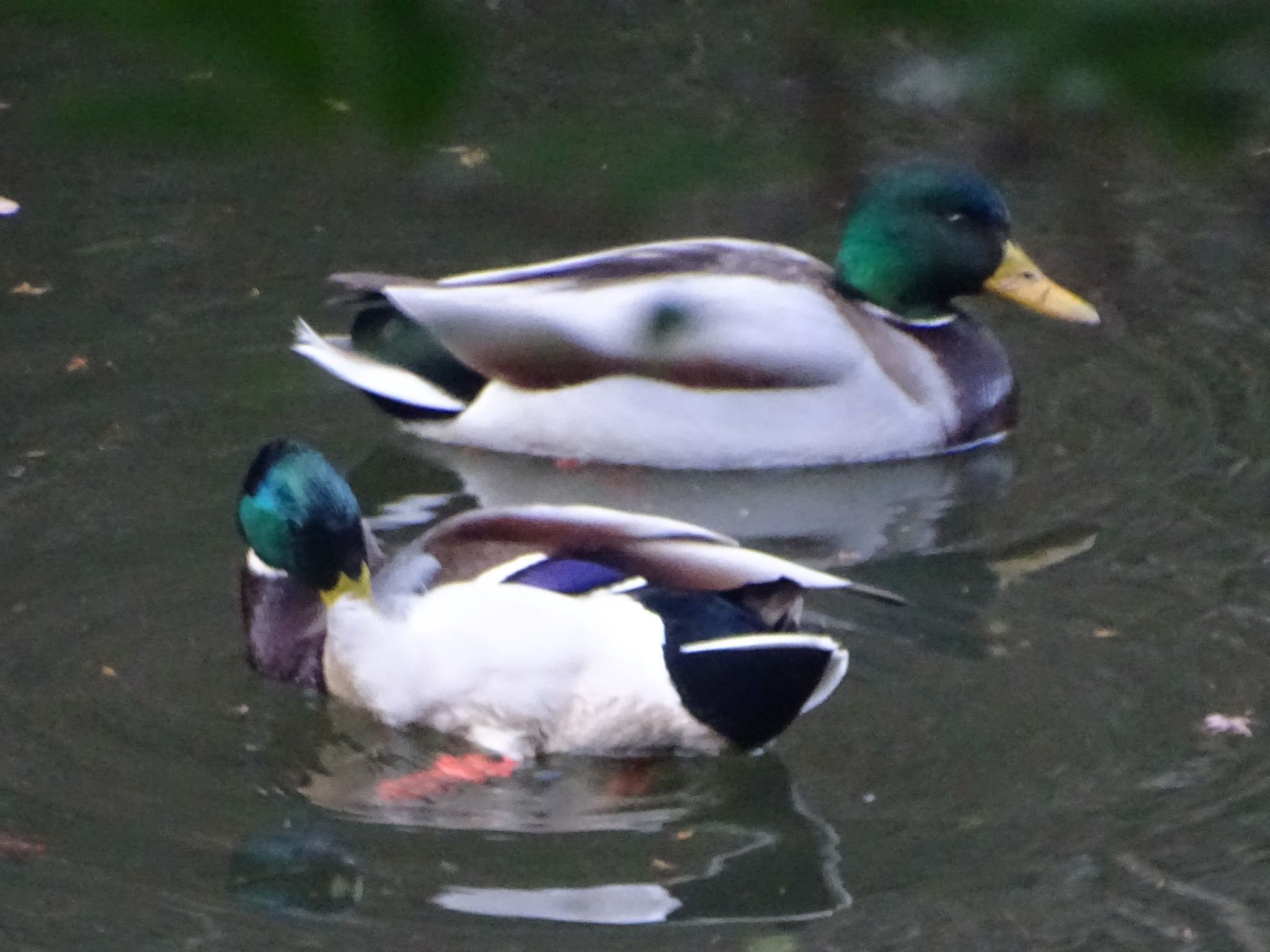 瀬上市民の森 マガモの写真 by KAWASEMIぴー