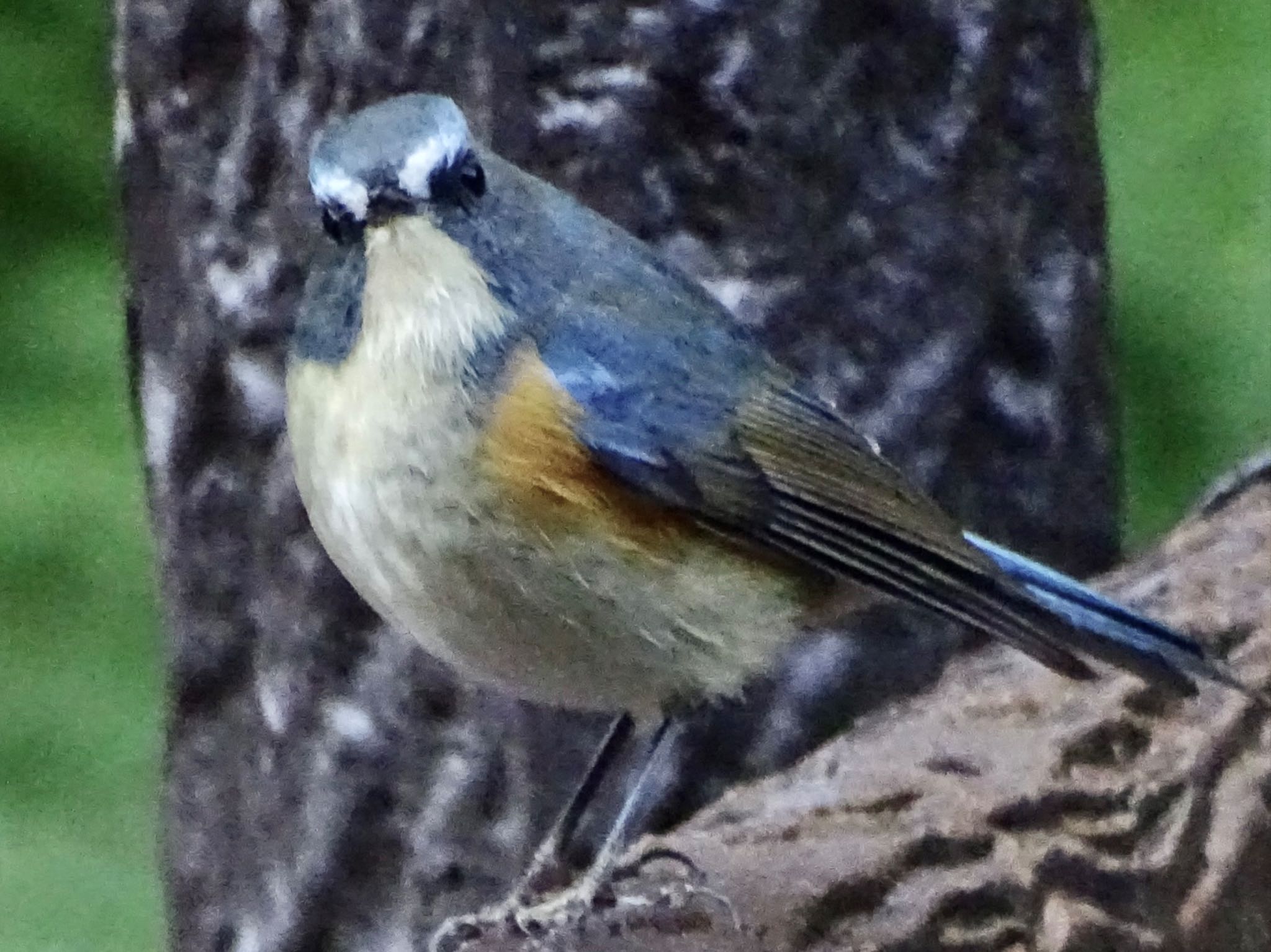 Red-flanked Bluetail