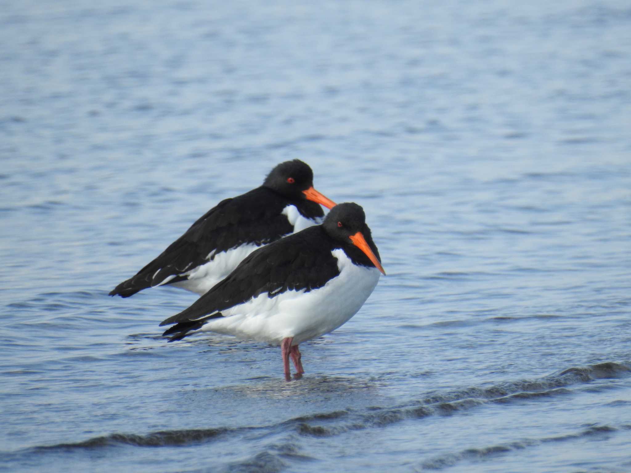 Eurasian Oystercatcher