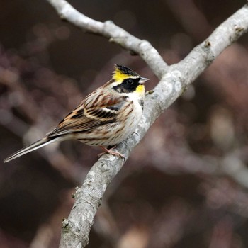 Yellow-throated Bunting 本巣市文殊ノ森 Fri, 12/29/2017