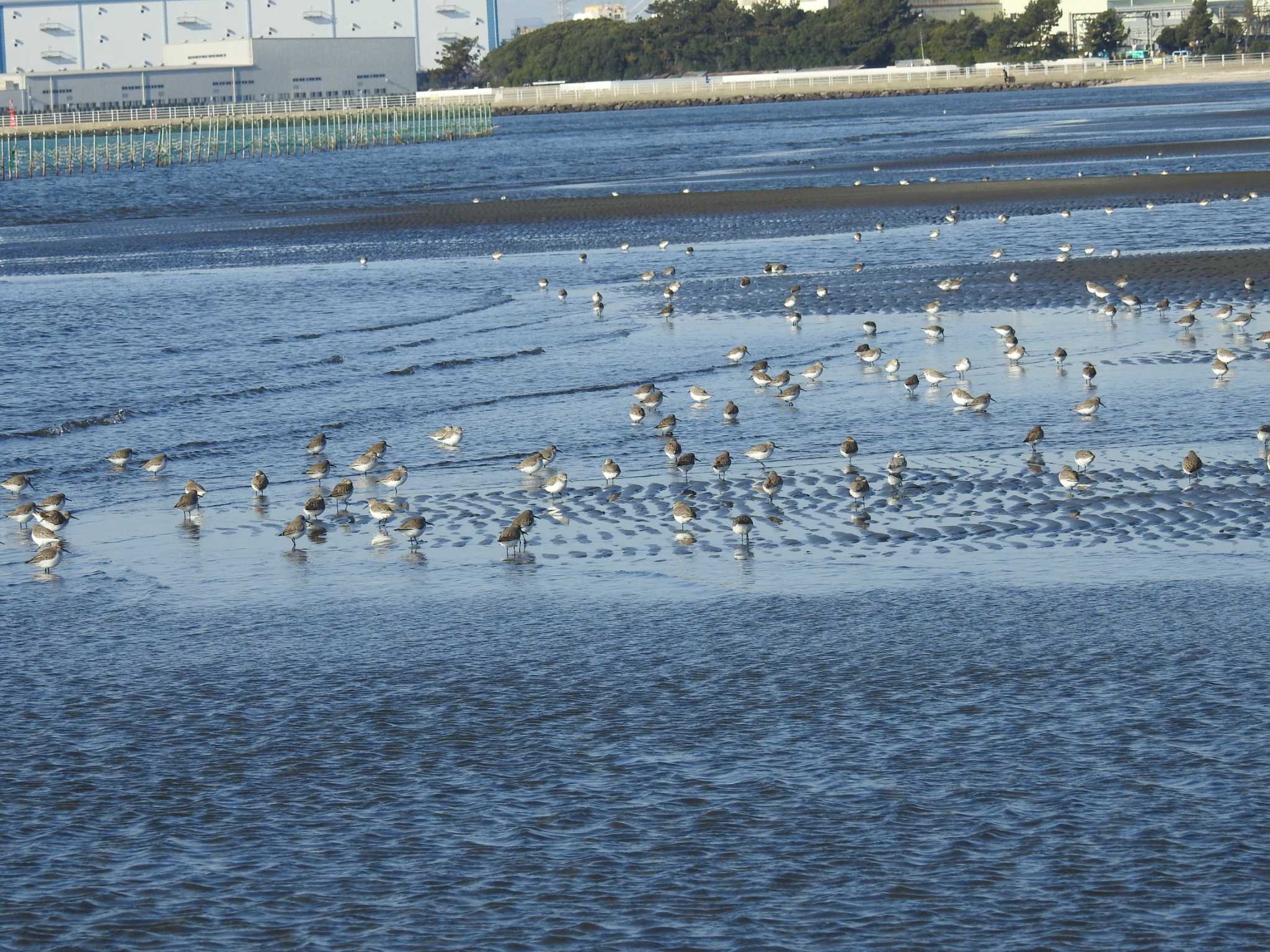 Dunlin