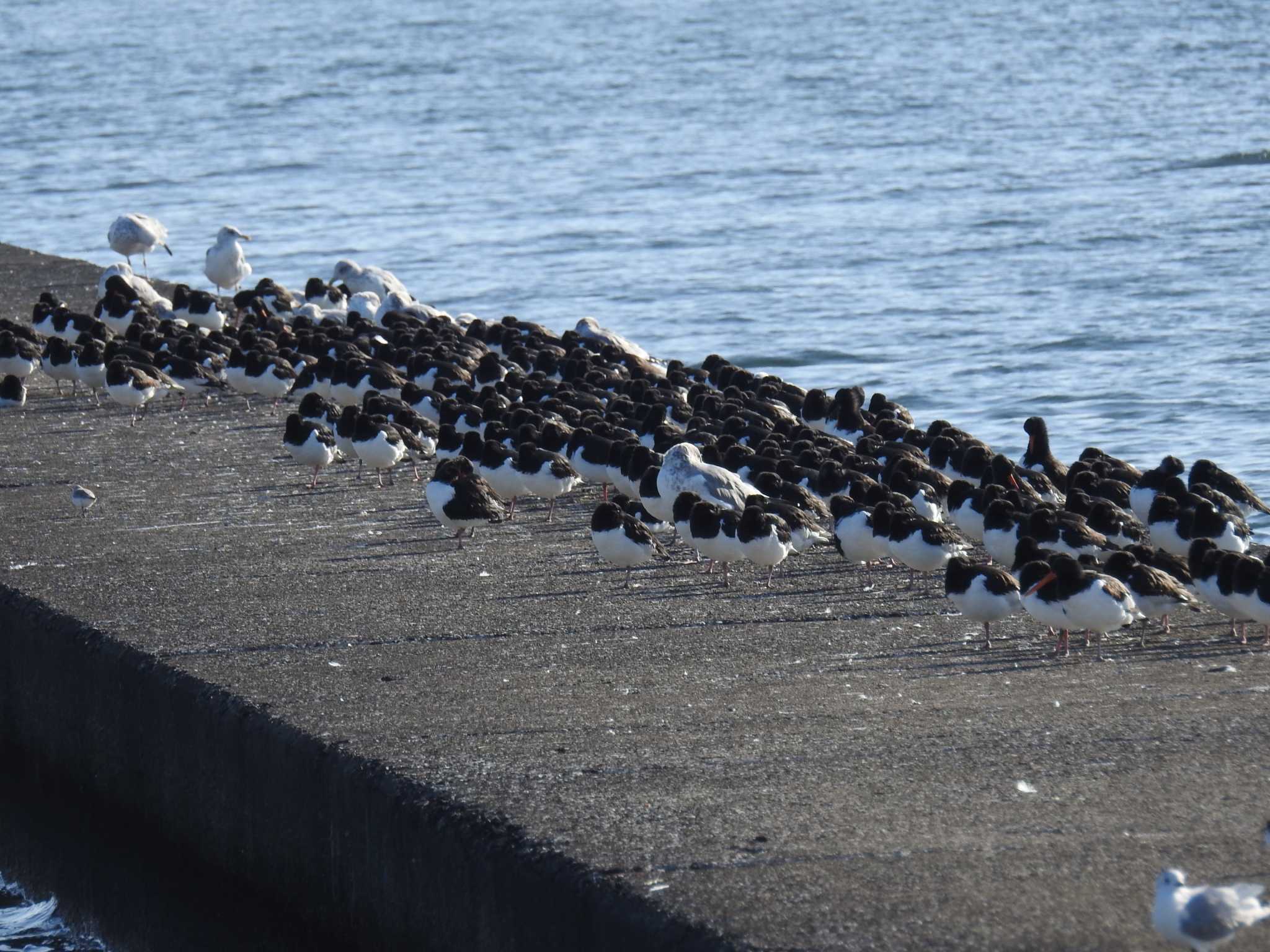 Eurasian Oystercatcher