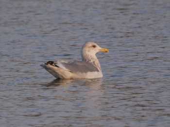 Vega Gull 彩湖 Sat, 12/30/2023