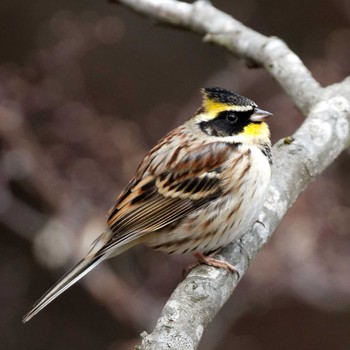 Yellow-throated Bunting 本巣市文殊ノ森 Fri, 12/29/2017