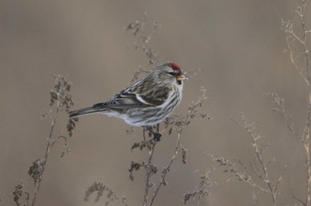 Common Redpoll 北海道　函館市　函館空港 Sat, 12/30/2023