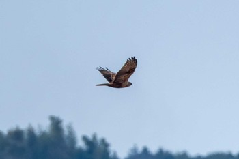 2023年12月30日(土) 涸沼の野鳥観察記録