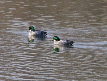 2023年12月30日(土) 小諸発電所第一調整池(杉の木貯水池)の野鳥観察記録