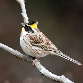 Yellow-throated Bunting 本巣市文殊ノ森 Fri, 12/29/2017