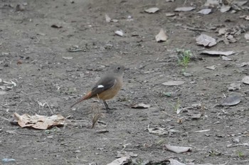 Daurian Redstart 横浜市磯子区松ノ内公園 Sat, 12/30/2023