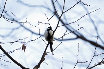 Japanese Tit 洋光台北公園 Sat, 12/30/2023