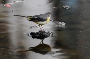 Grey Wagtail 笹下川 Sat, 12/30/2023