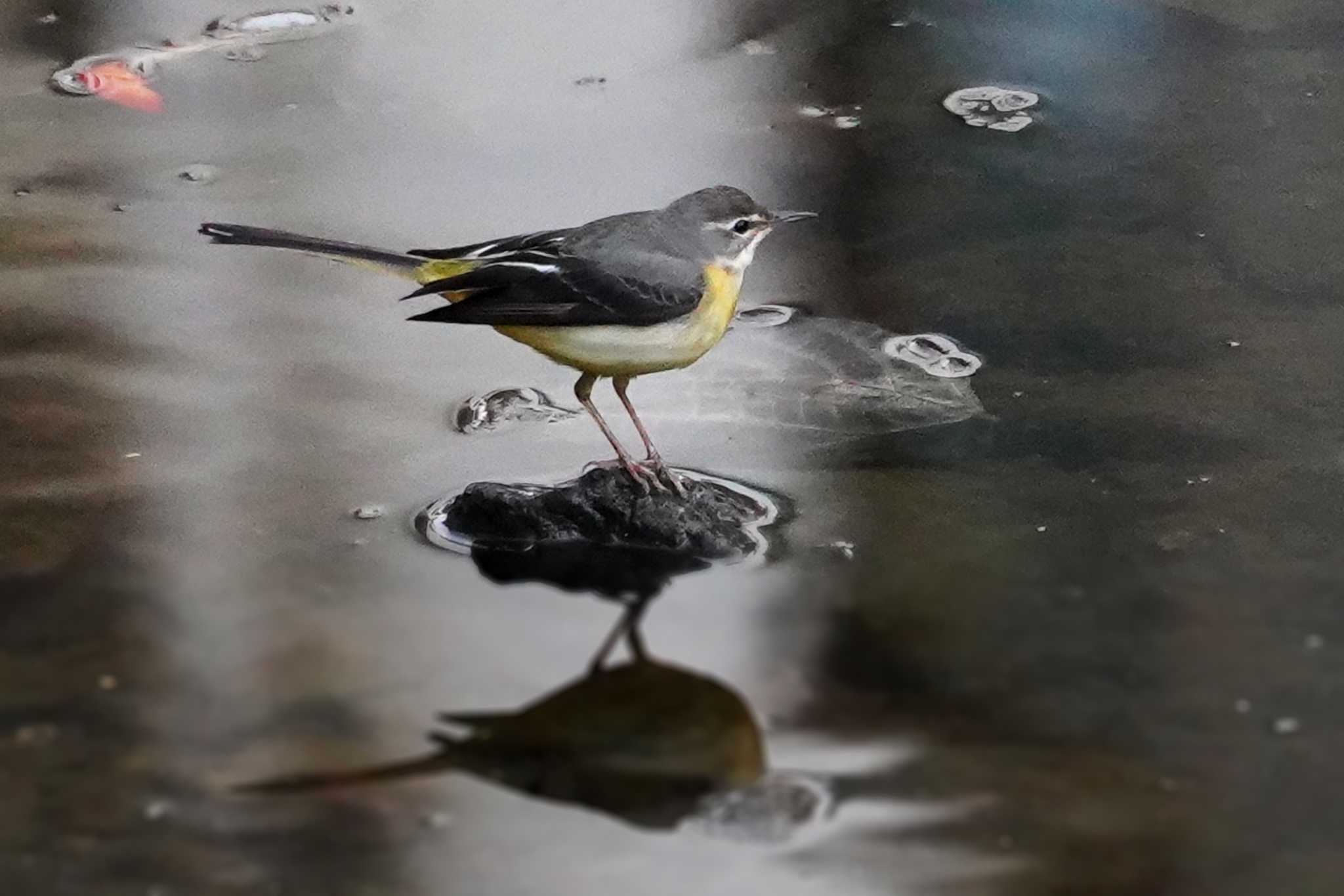 Photo of Grey Wagtail at 笹下川 by sinbesax