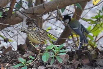 Masked Bunting 横浜市磯子区松ノ内公園 Sat, 12/30/2023