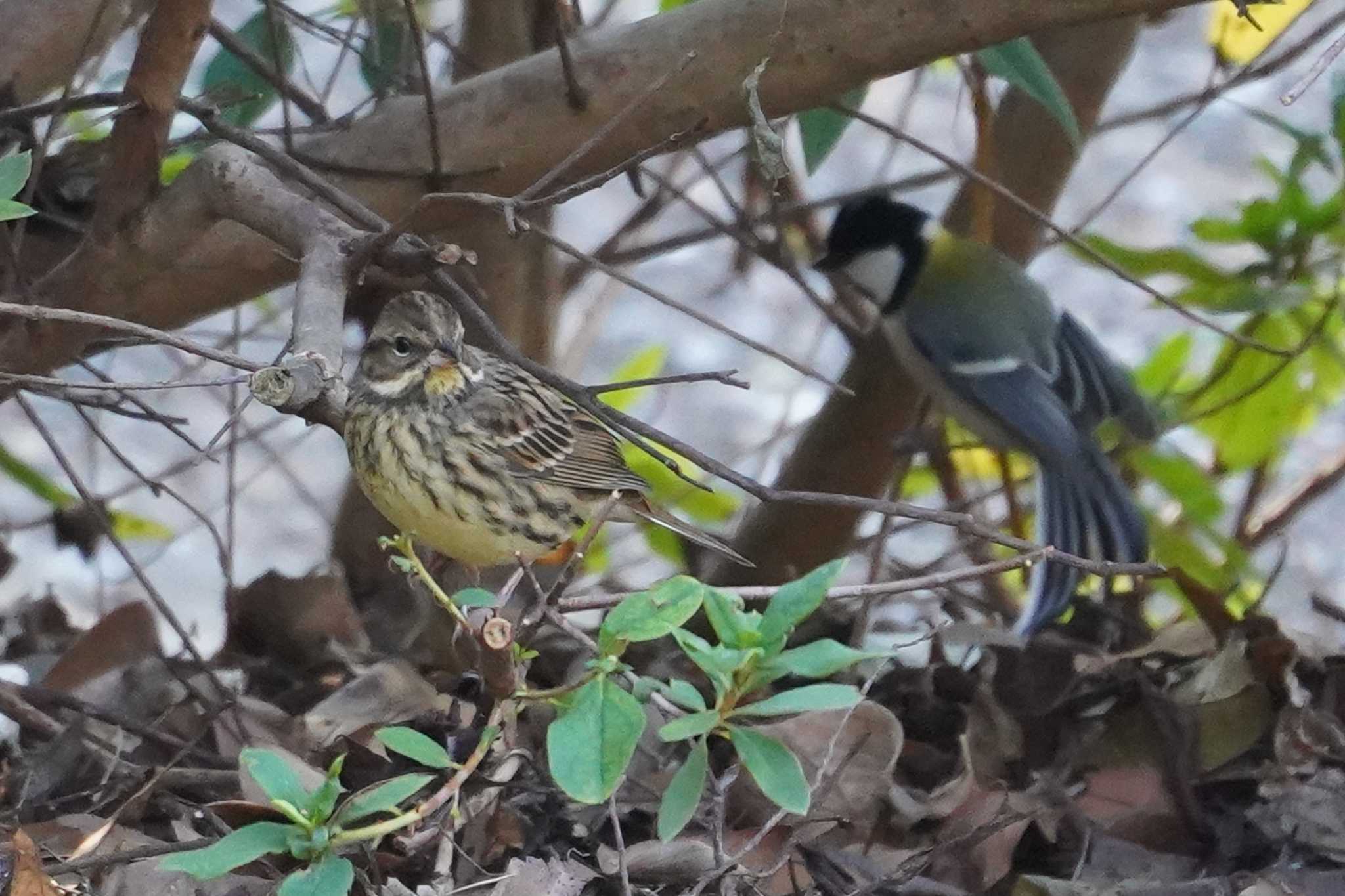 Photo of Masked Bunting at 横浜市磯子区松ノ内公園 by sinbesax