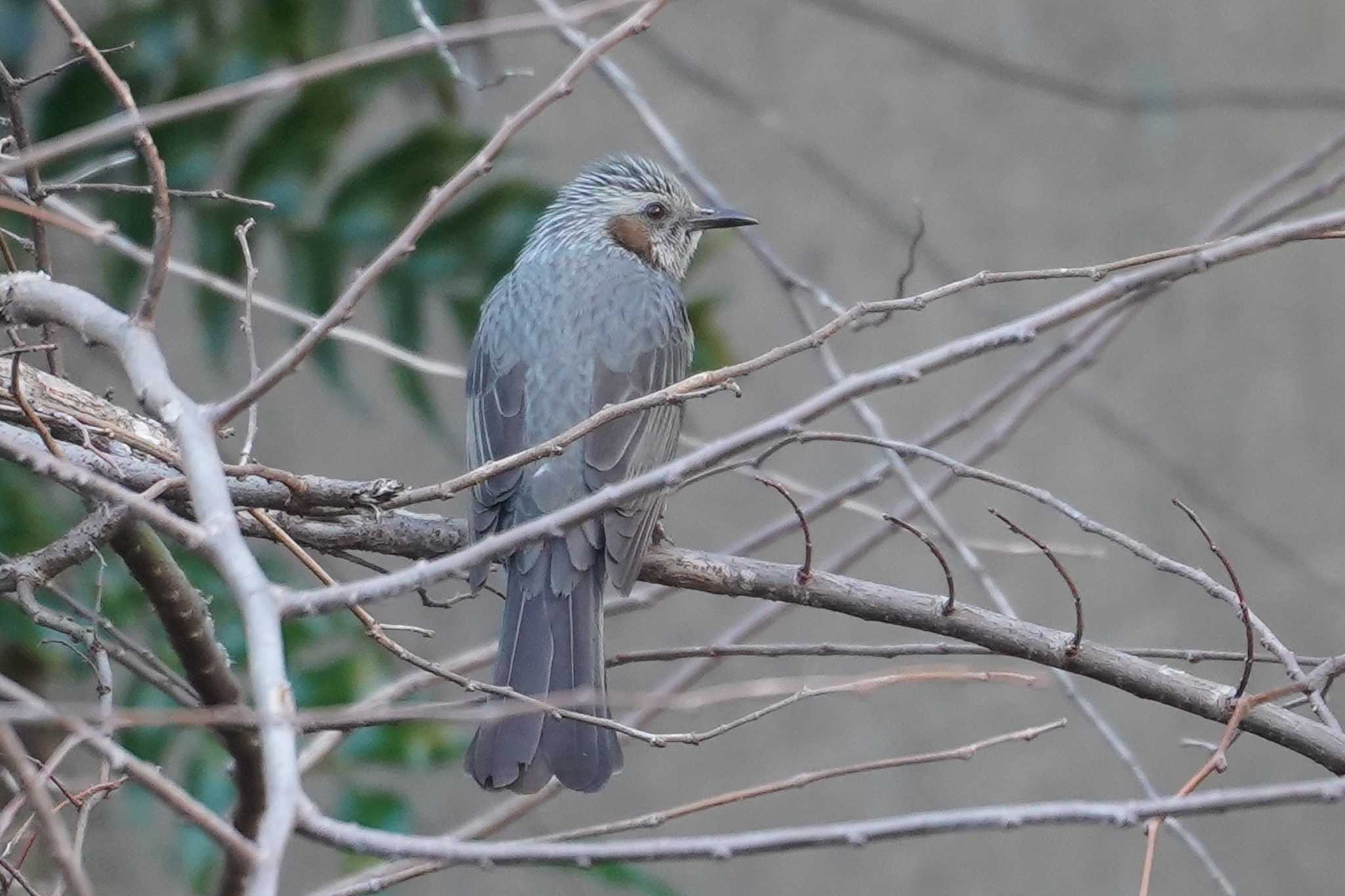 Photo of Brown-eared Bulbul at 笹下川 by sinbesax