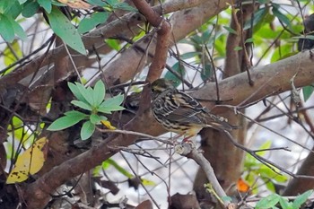 Masked Bunting 横浜市磯子区松ノ内公園 Sat, 12/30/2023