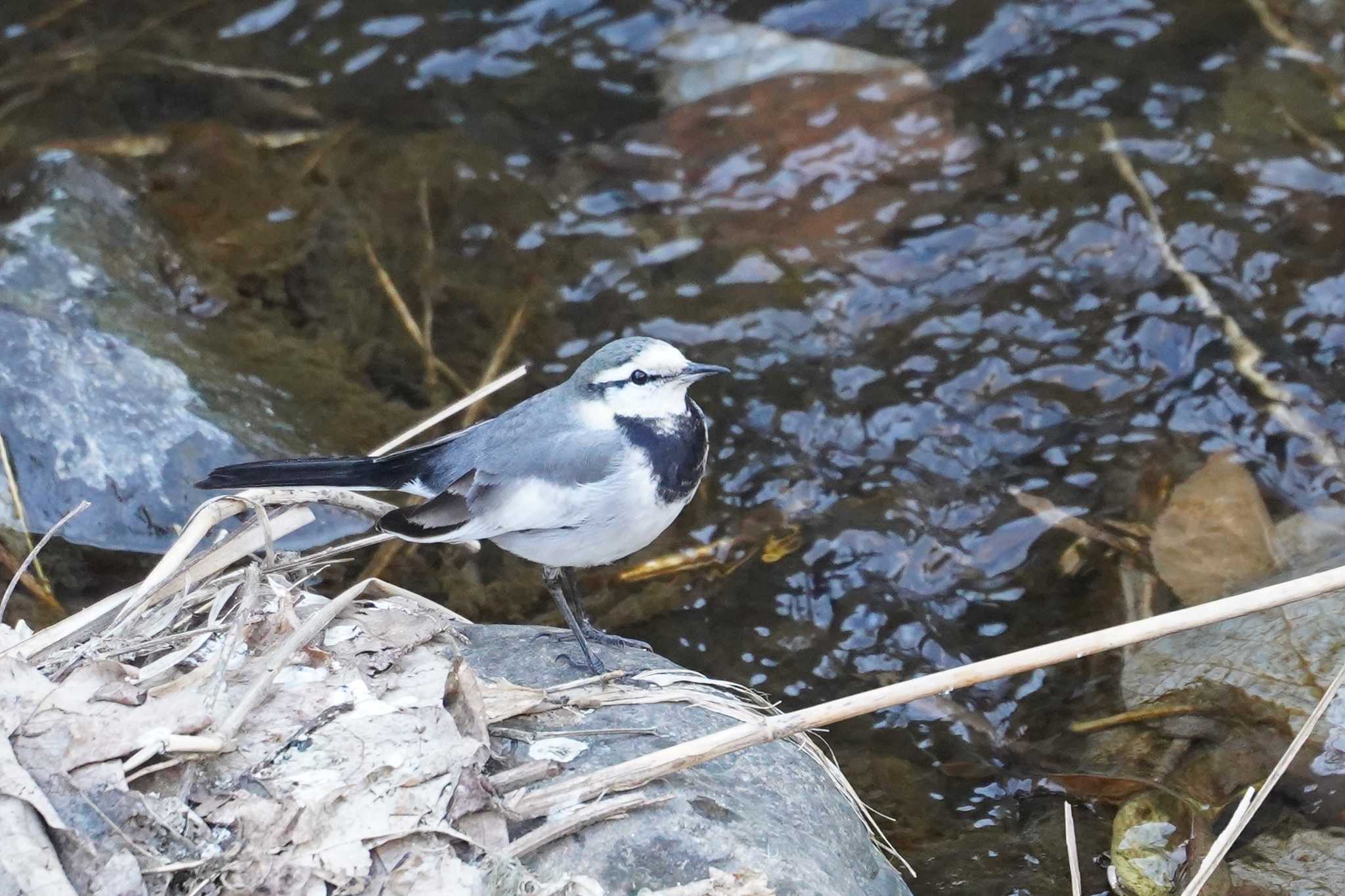 Photo of White Wagtail at 笹下川 by sinbesax