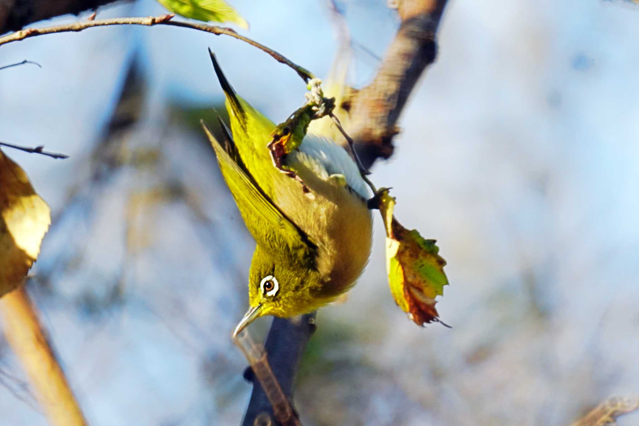 Photo of Warbling White-eye at 横浜市磯子区松ノ内公園 by sinbesax