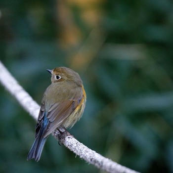 Red-flanked Bluetail 岐阜公園 Sat, 2/3/2018