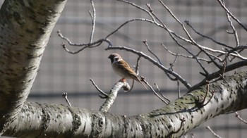 2023年12月30日(土) 長浜公園の野鳥観察記録