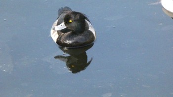 キンクロハジロ 長浜公園 2023年12月30日(土)