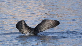 カワウ 長浜公園 2023年12月30日(土)