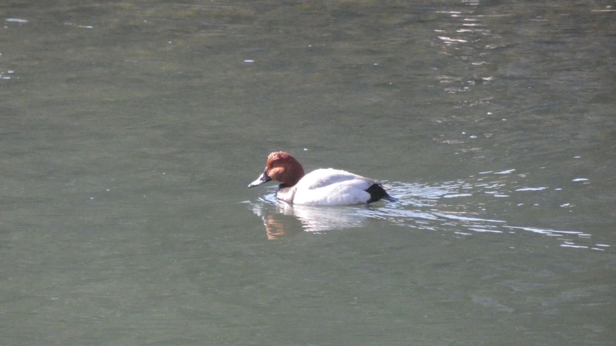 長浜公園 ホシハジロの写真 by しらす