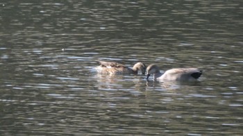 オカヨシガモ 長浜公園 2023年12月30日(土)