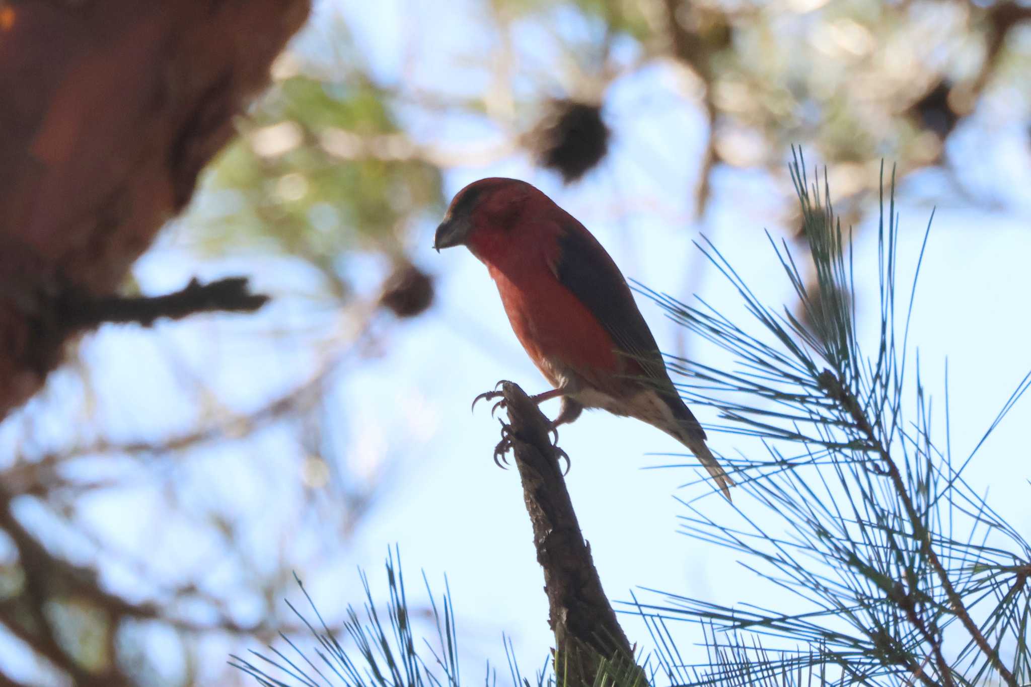 Red Crossbill