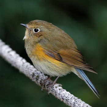 Red-flanked Bluetail 岐阜公園 Sat, 2/3/2018