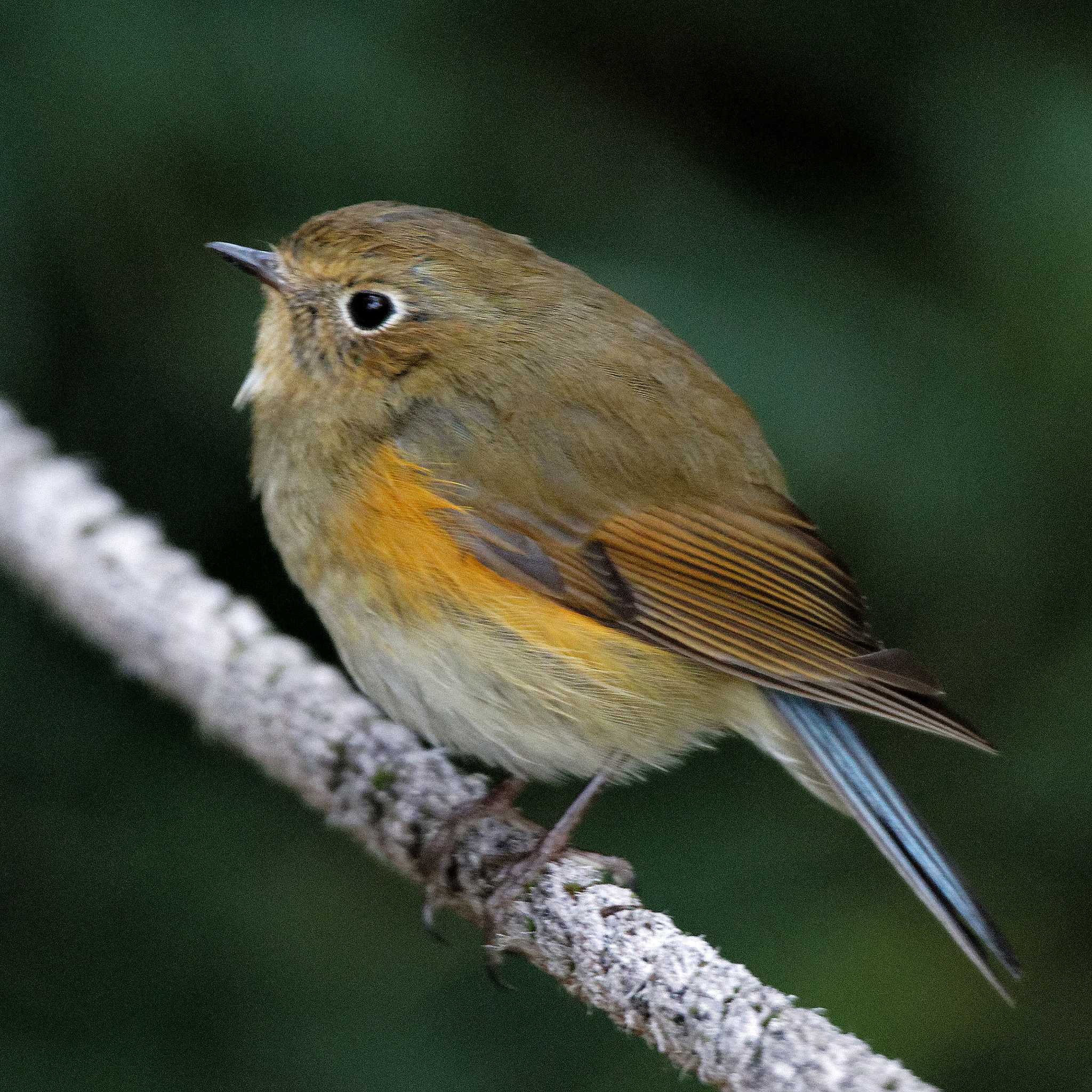 Red-flanked Bluetail