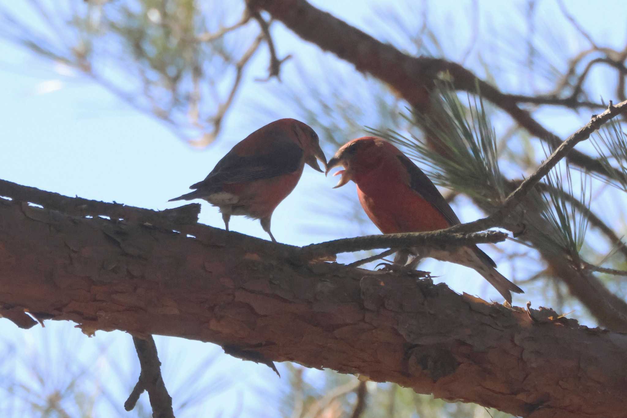 Photo of Red Crossbill at 三河湖園地 by OHモリ