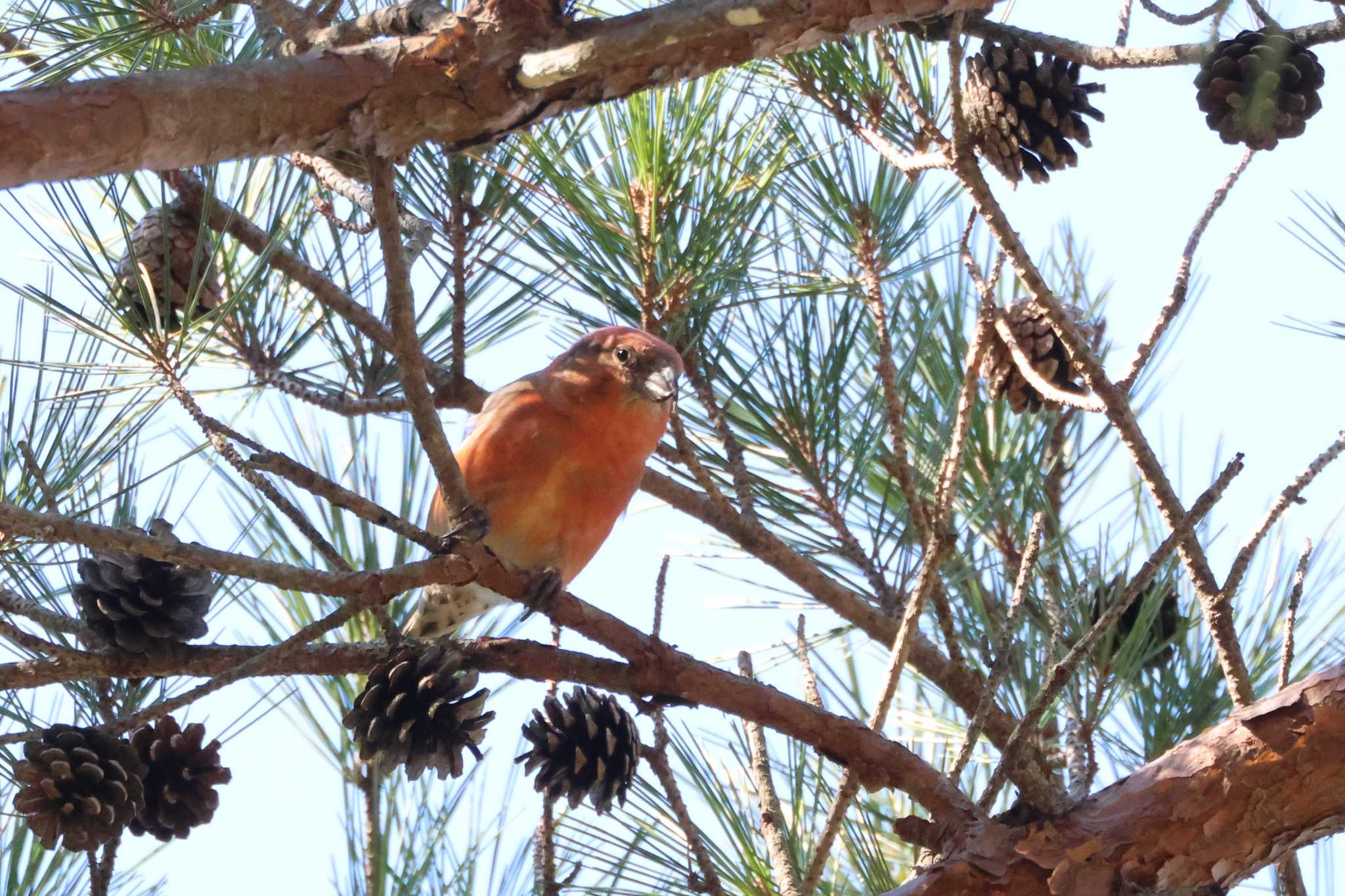 Red Crossbill