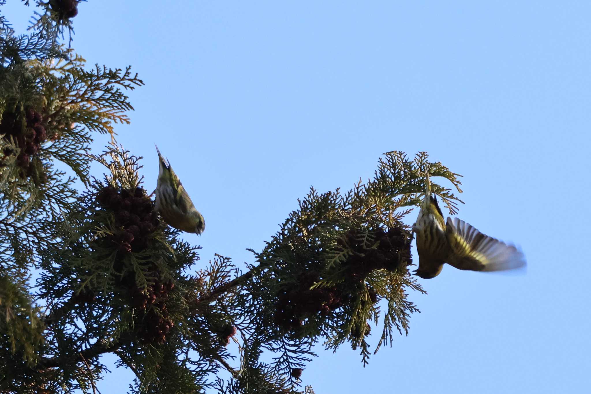 Eurasian Siskin