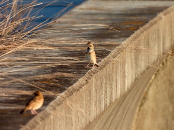 2023年12月30日(土) 五主海岸の野鳥観察記録