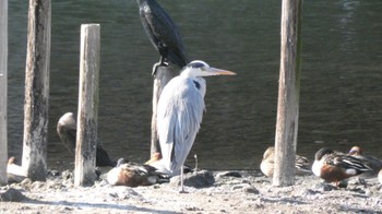 アオサギ 長浜公園 2023年12月30日(土)