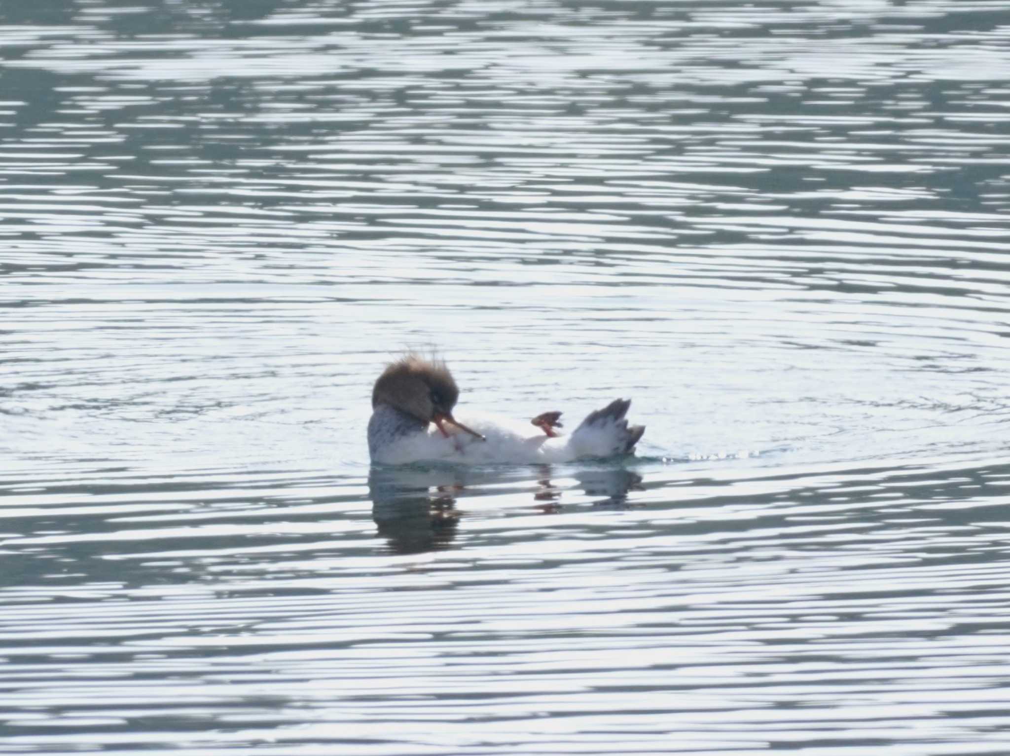 Red-breasted Merganser