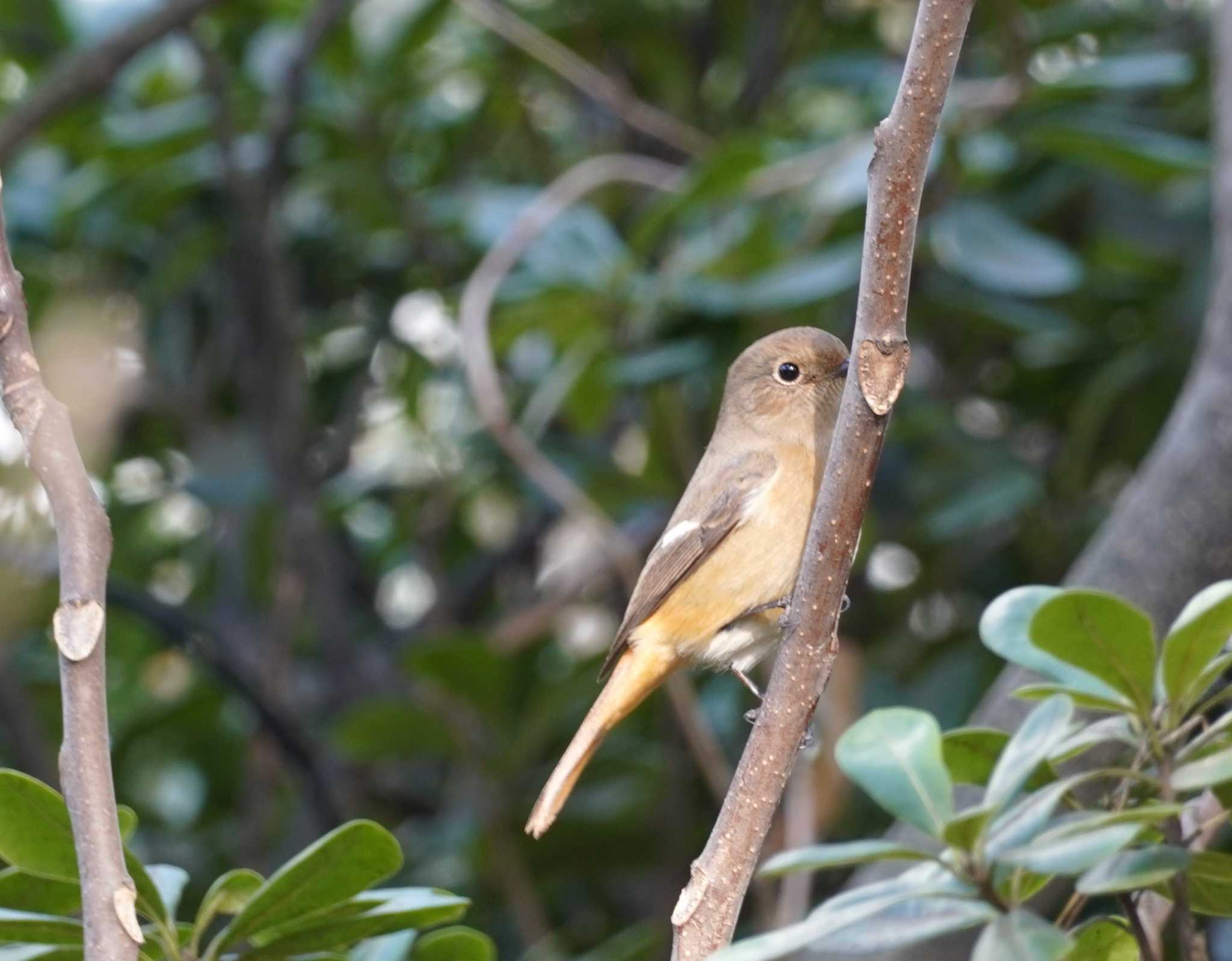 Daurian Redstart