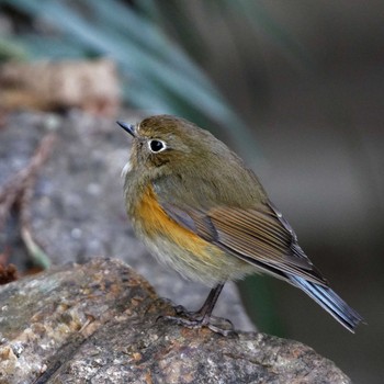 Red-flanked Bluetail 岐阜公園 Sat, 2/3/2018