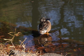 Wed, 12/20/2023 Birding report at Shinjuku Gyoen National Garden