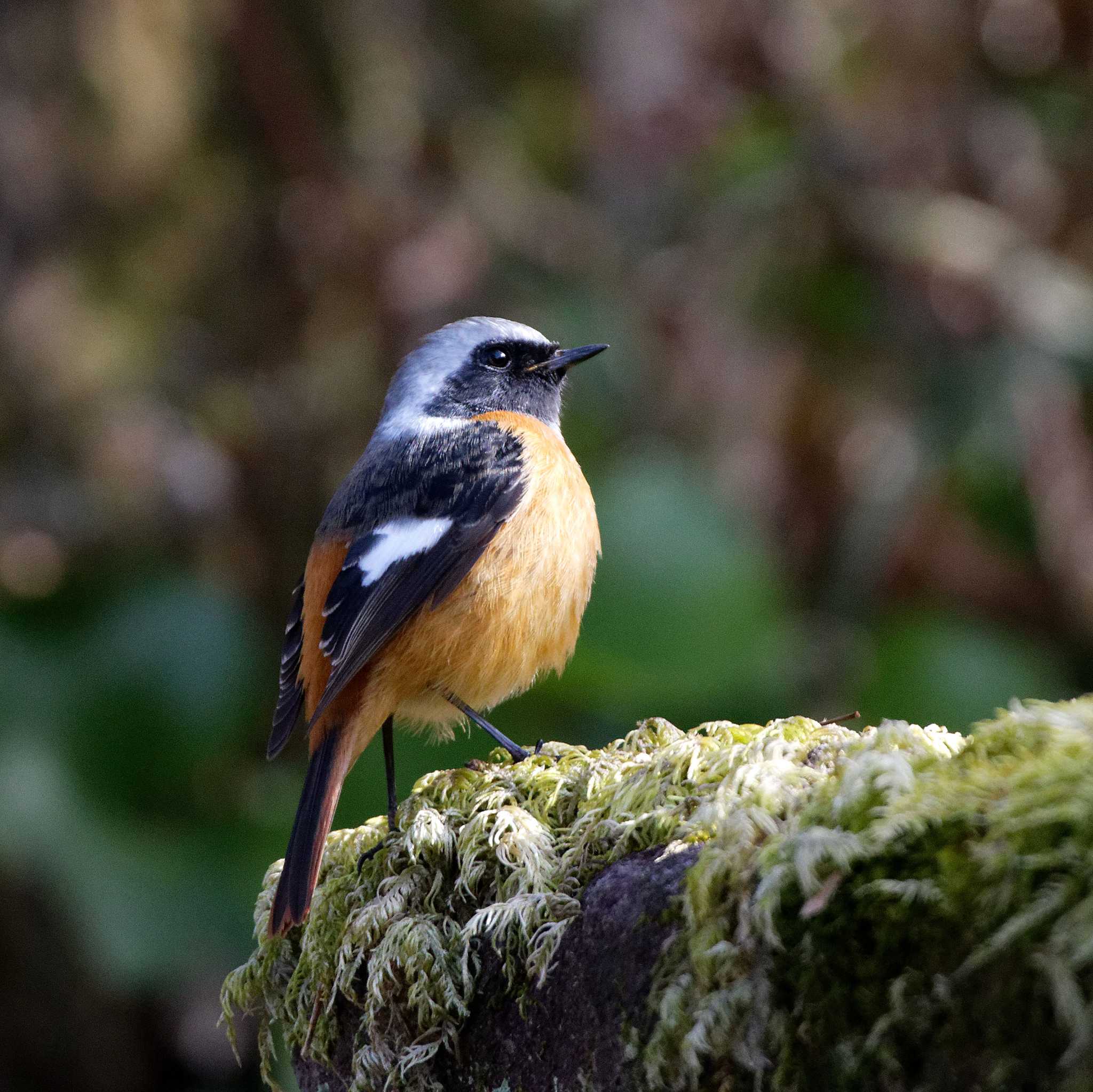 Daurian Redstart