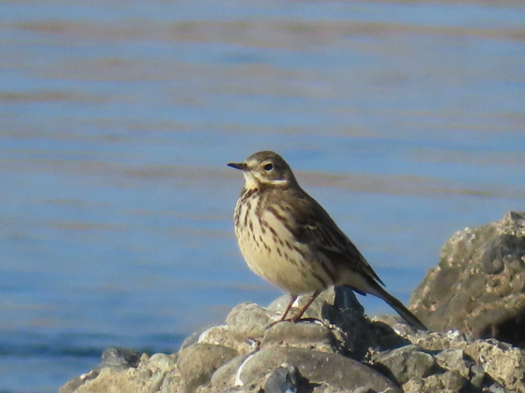 Photo of Water Pipit at 多摩川 by ツートン