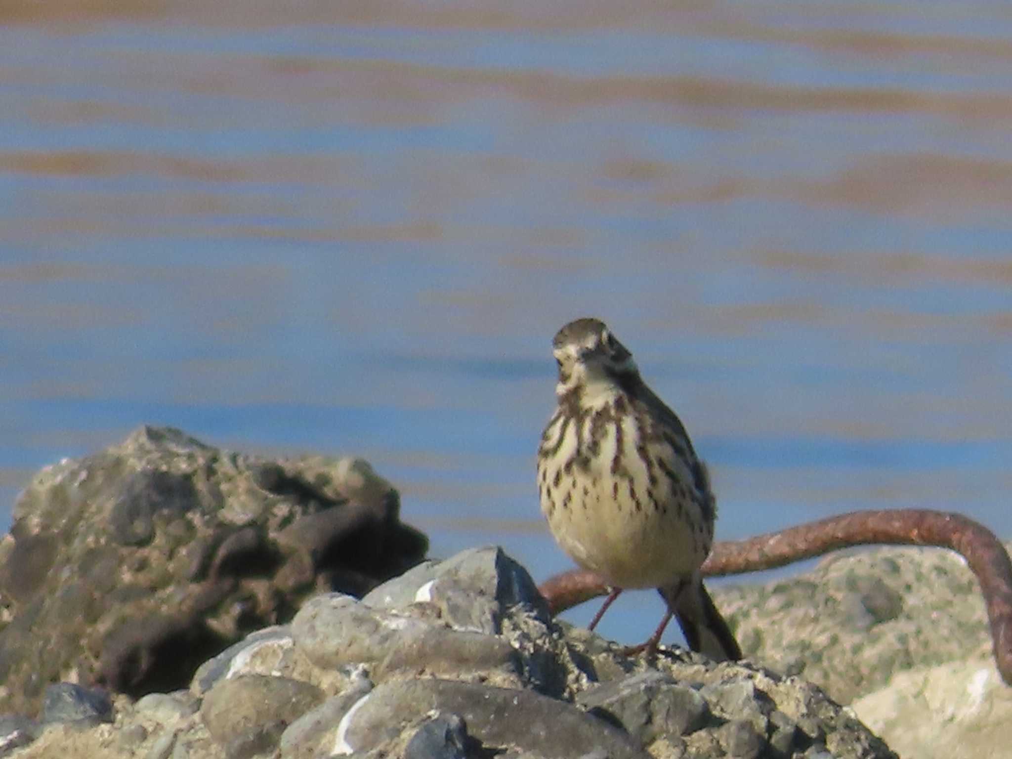 Water Pipit