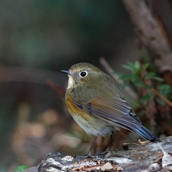 Red-flanked Bluetail 岐阜公園 Sat, 2/3/2018