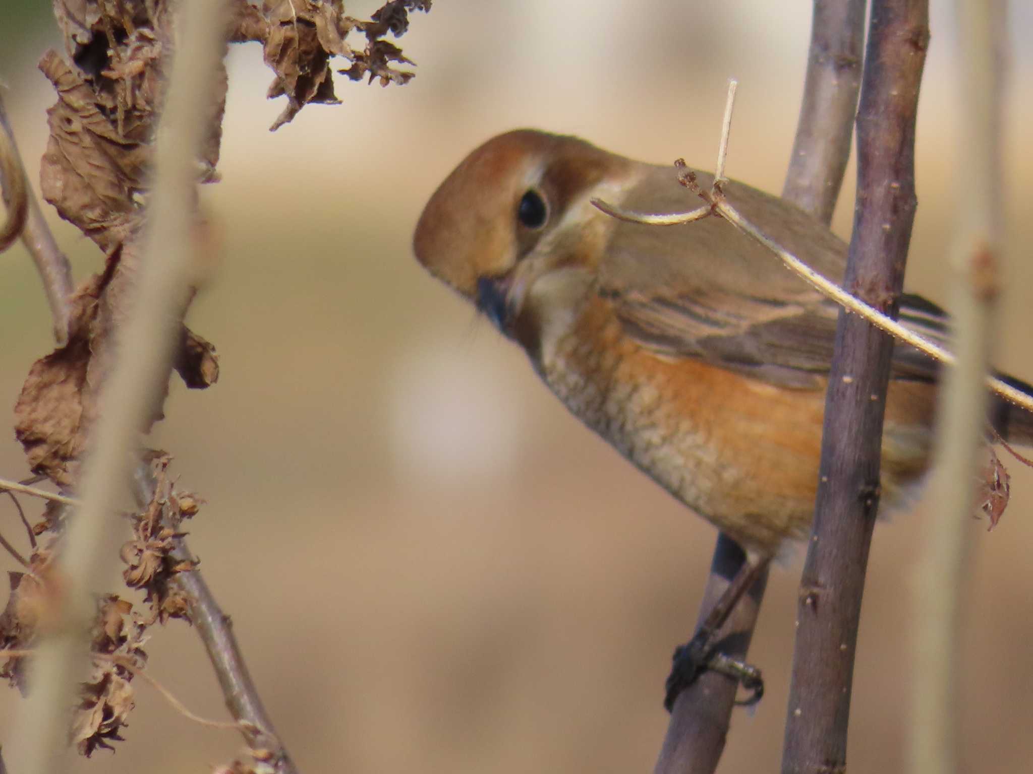 Bull-headed Shrike