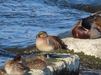 2023年12月30日(土) 多摩川の野鳥観察記録