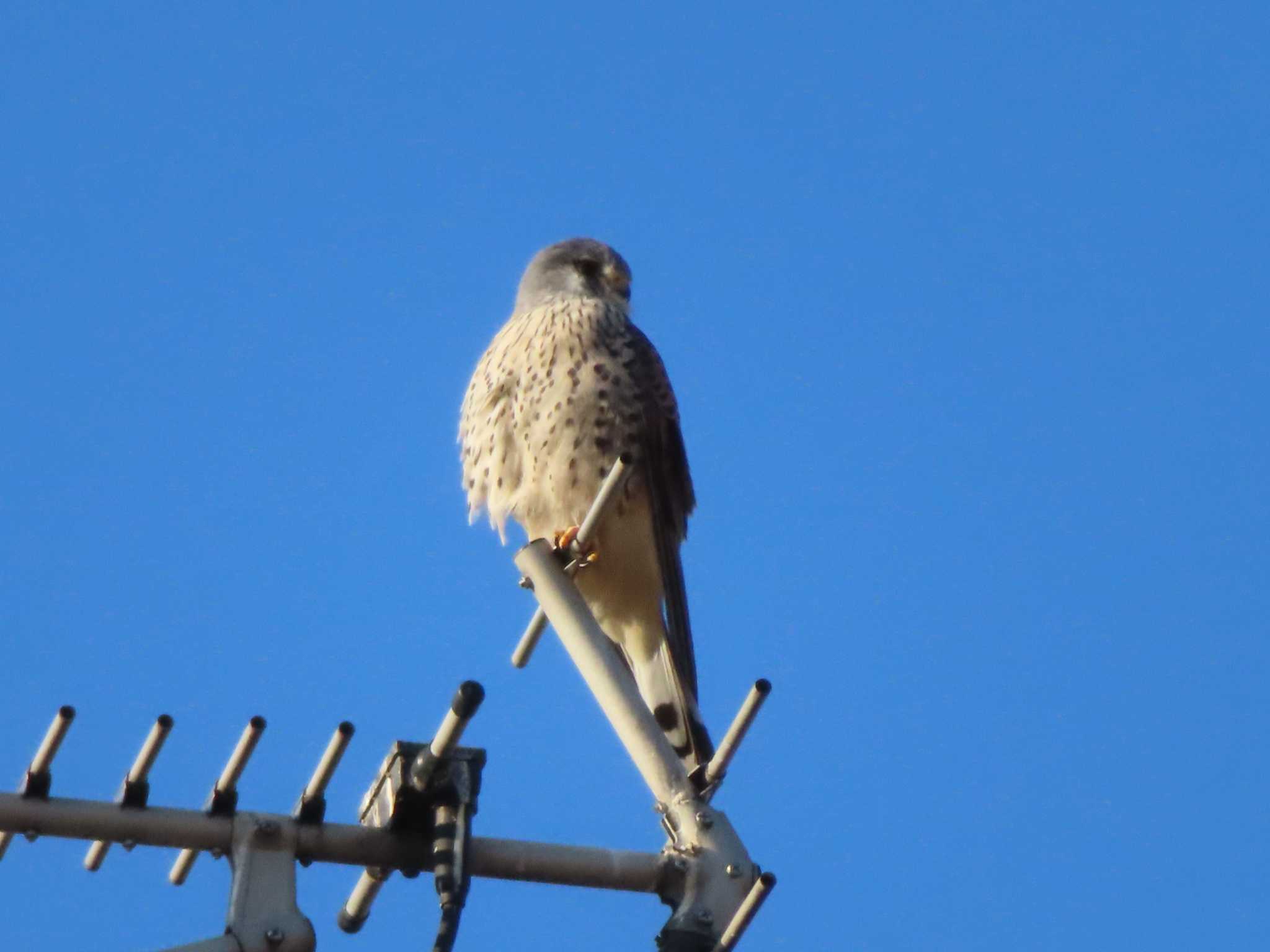 Common Kestrel